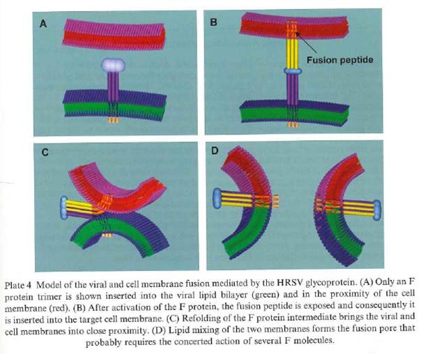 A diagram of a cell membrane

Description automatically generated