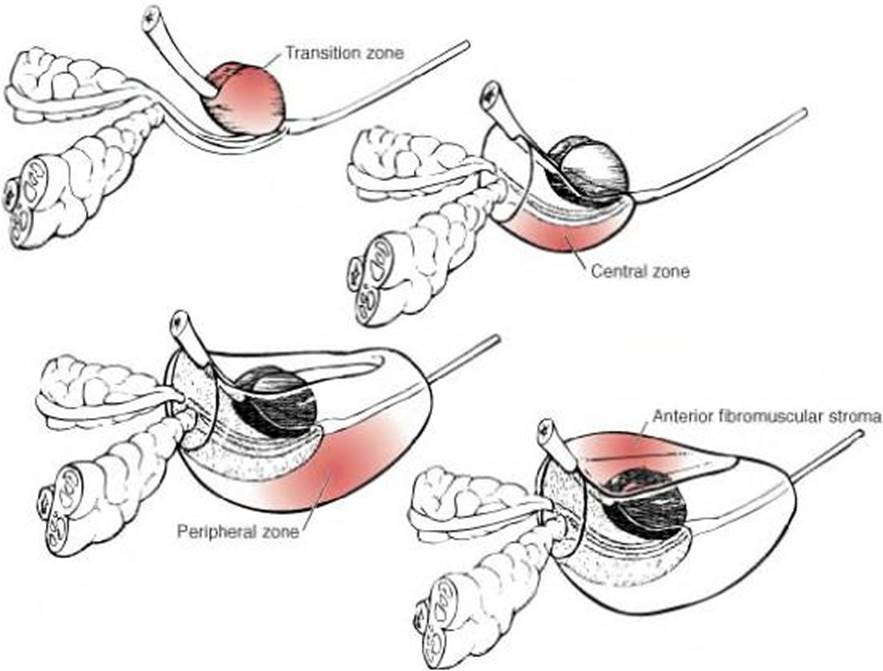 Diagram of a diagram showing the internal organs

Description automatically generated