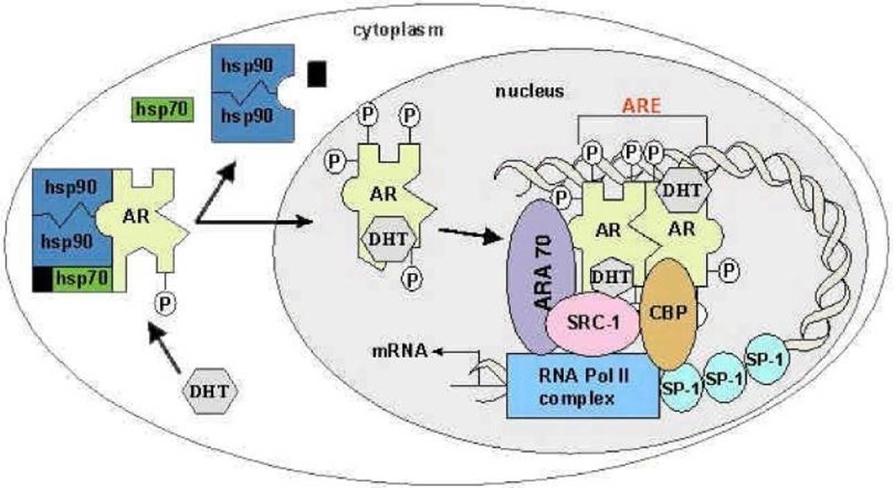 Diagram of a cell cycle

Description automatically generated