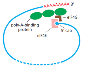 A diagram of a cell line

Description automatically generated