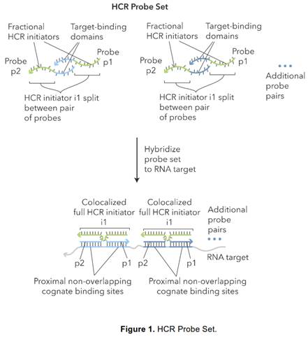 A diagram of a dna sequence

Description automatically generated with medium confidence